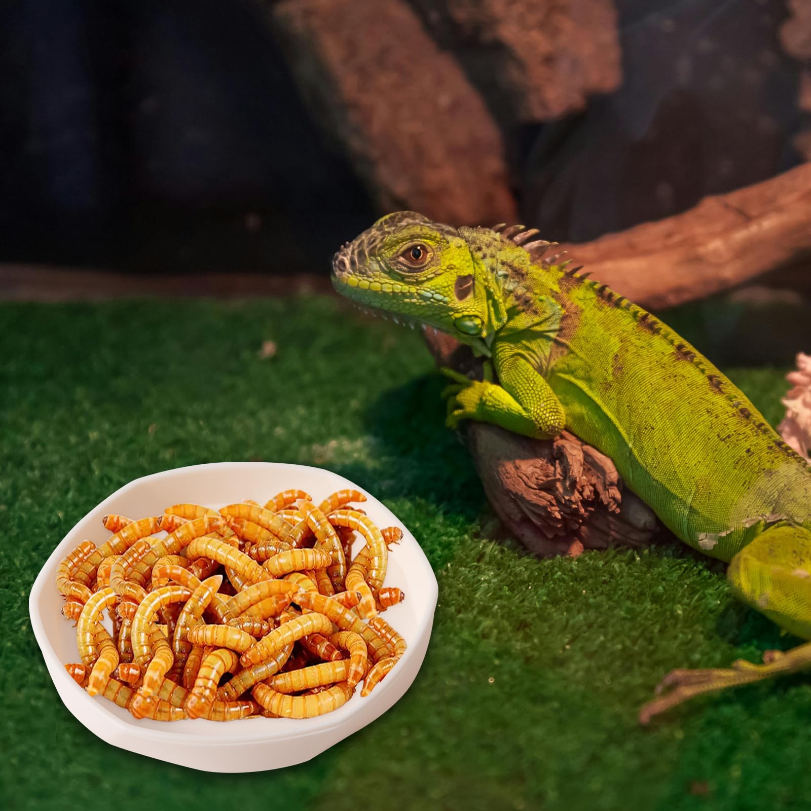 Compatibilité avec reptiles et petits animaux: idéal pour geckos, lézards et hamsters.