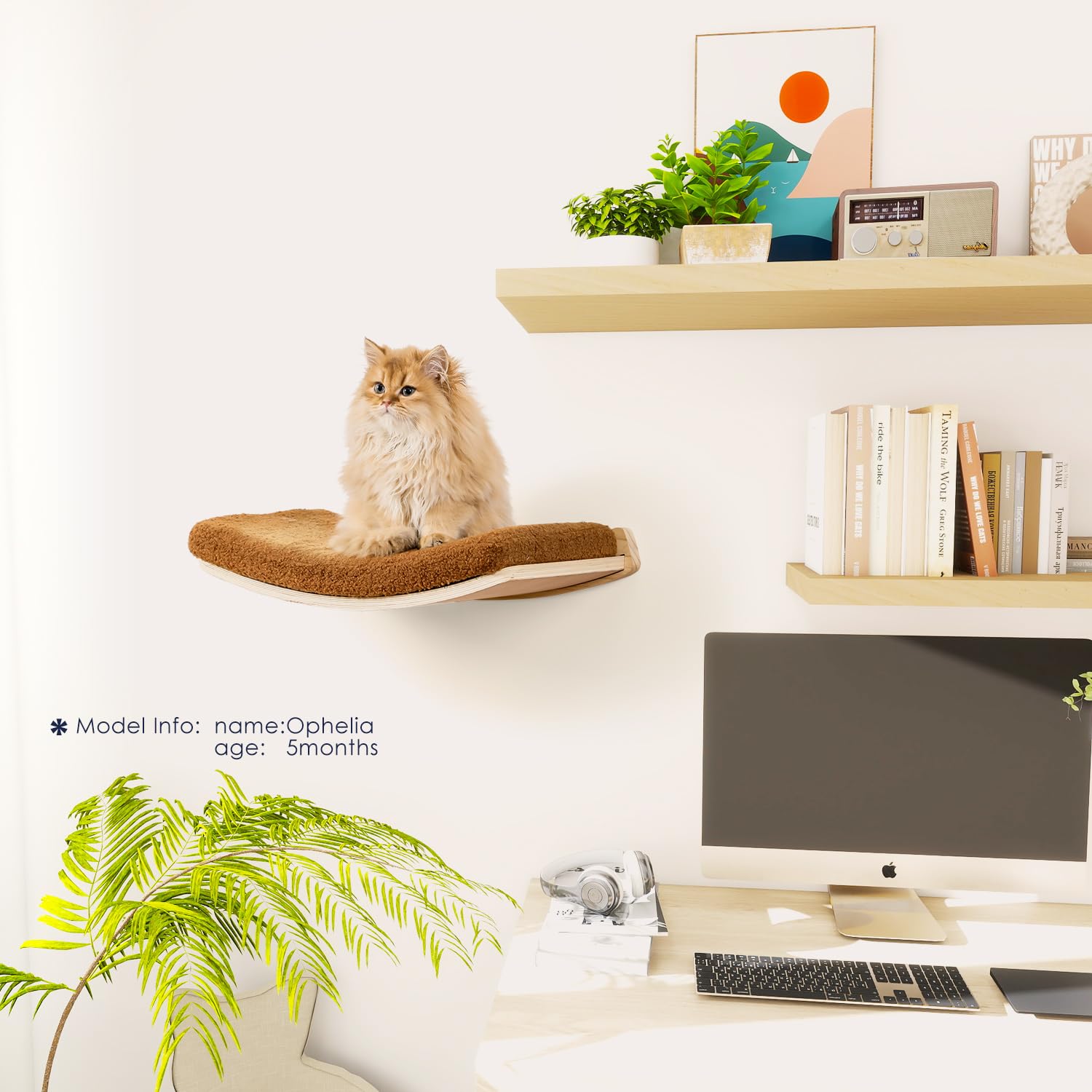 COOLEX supporte jusqu'à 30 livres, idéal pour petits et grands chats.