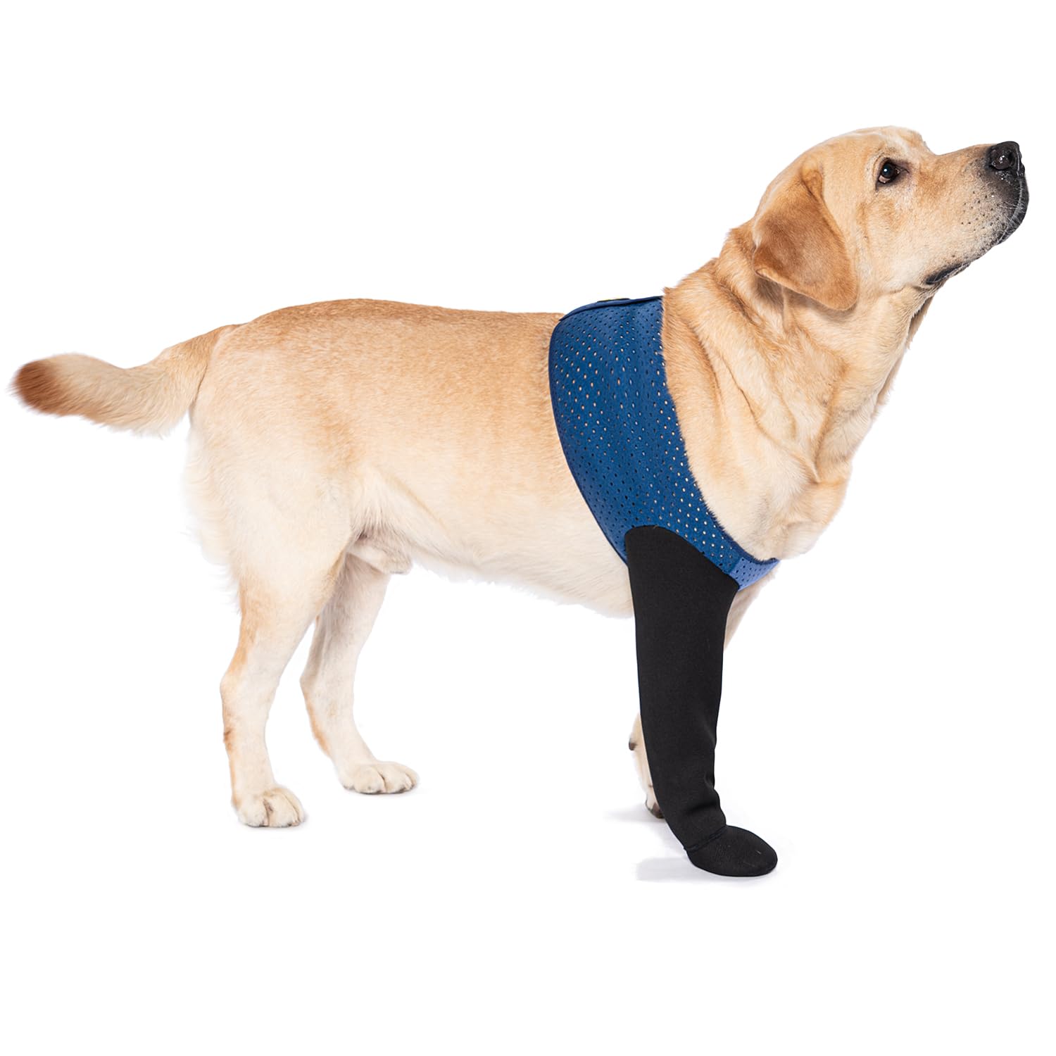 Chaussures Coodeo bleu pour chien, prévention du léchage des pattes et confort.
