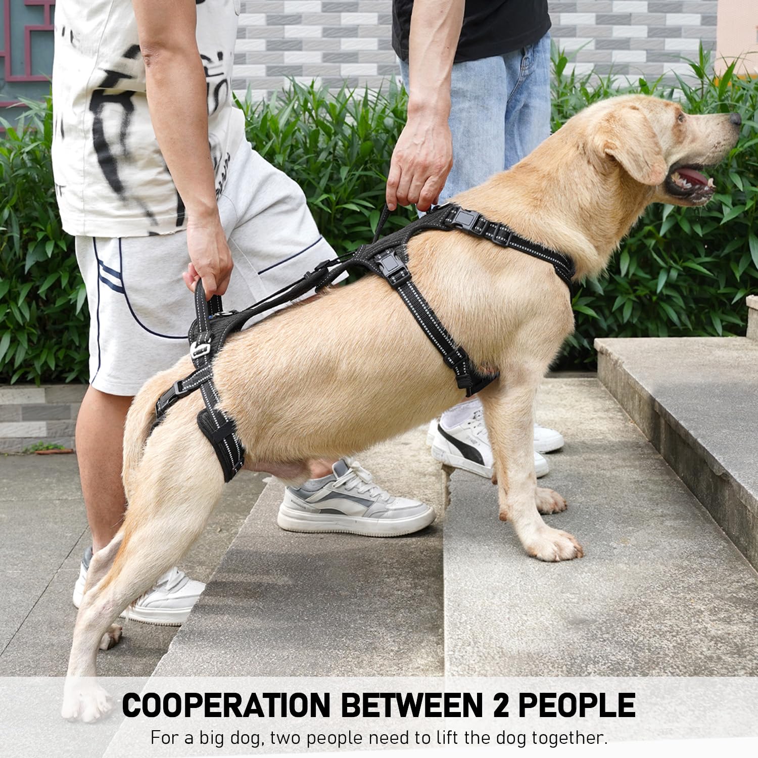 COODEO Mobility Harnais levage chien, facile a enfiler en une minute