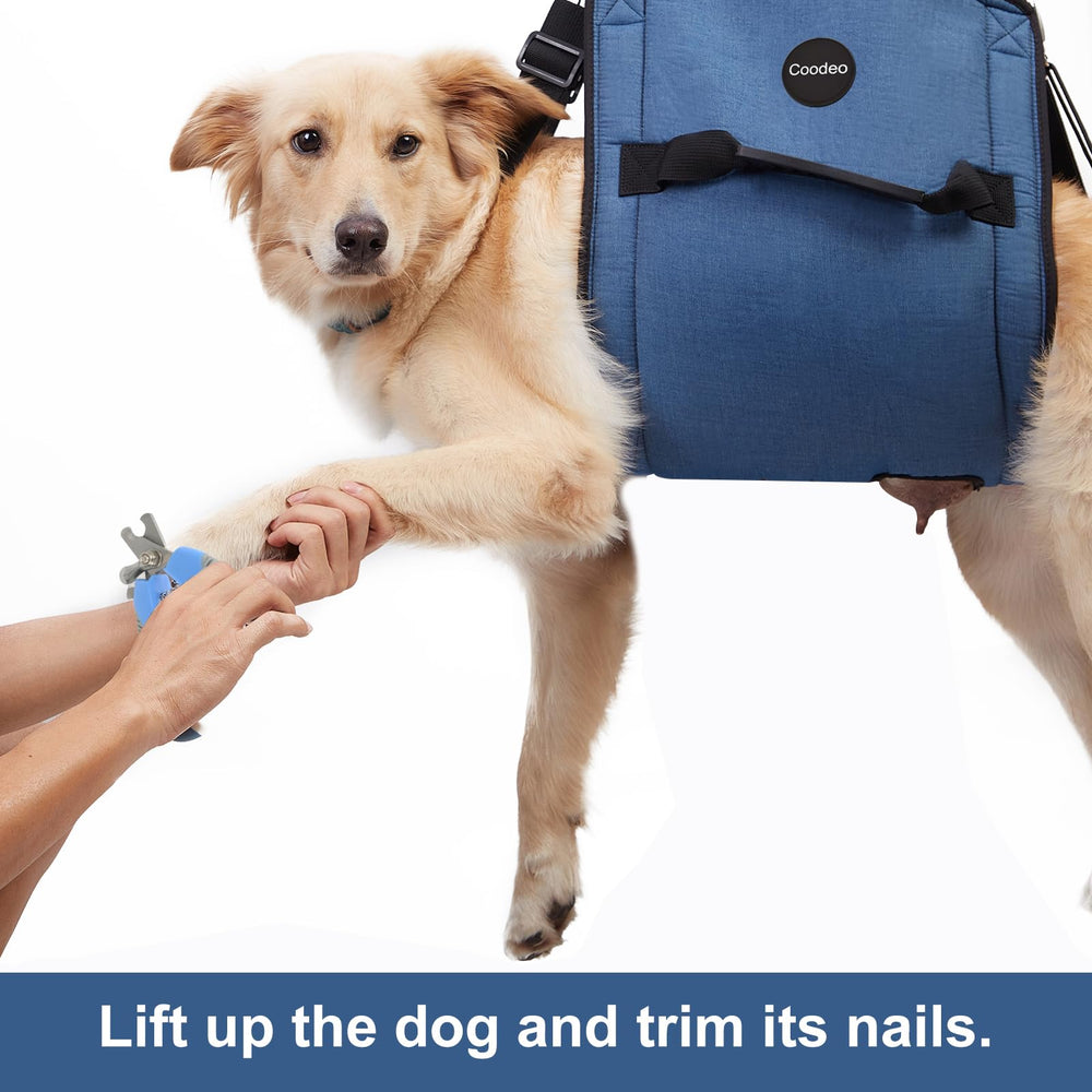Coodeo utilisation-rapide-securite-chien: usage simple et sûr pour les soins quotidiens.