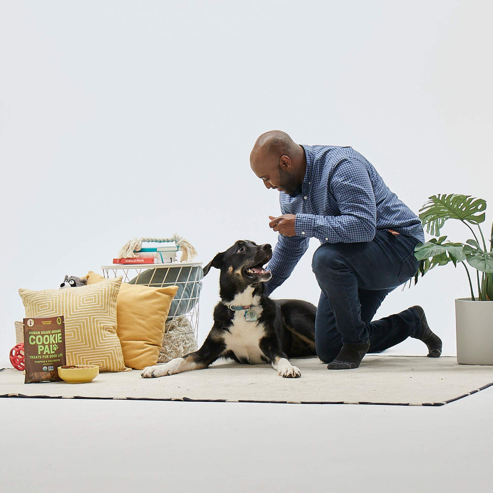 Chien en action, dégustant une récompense CookiePal