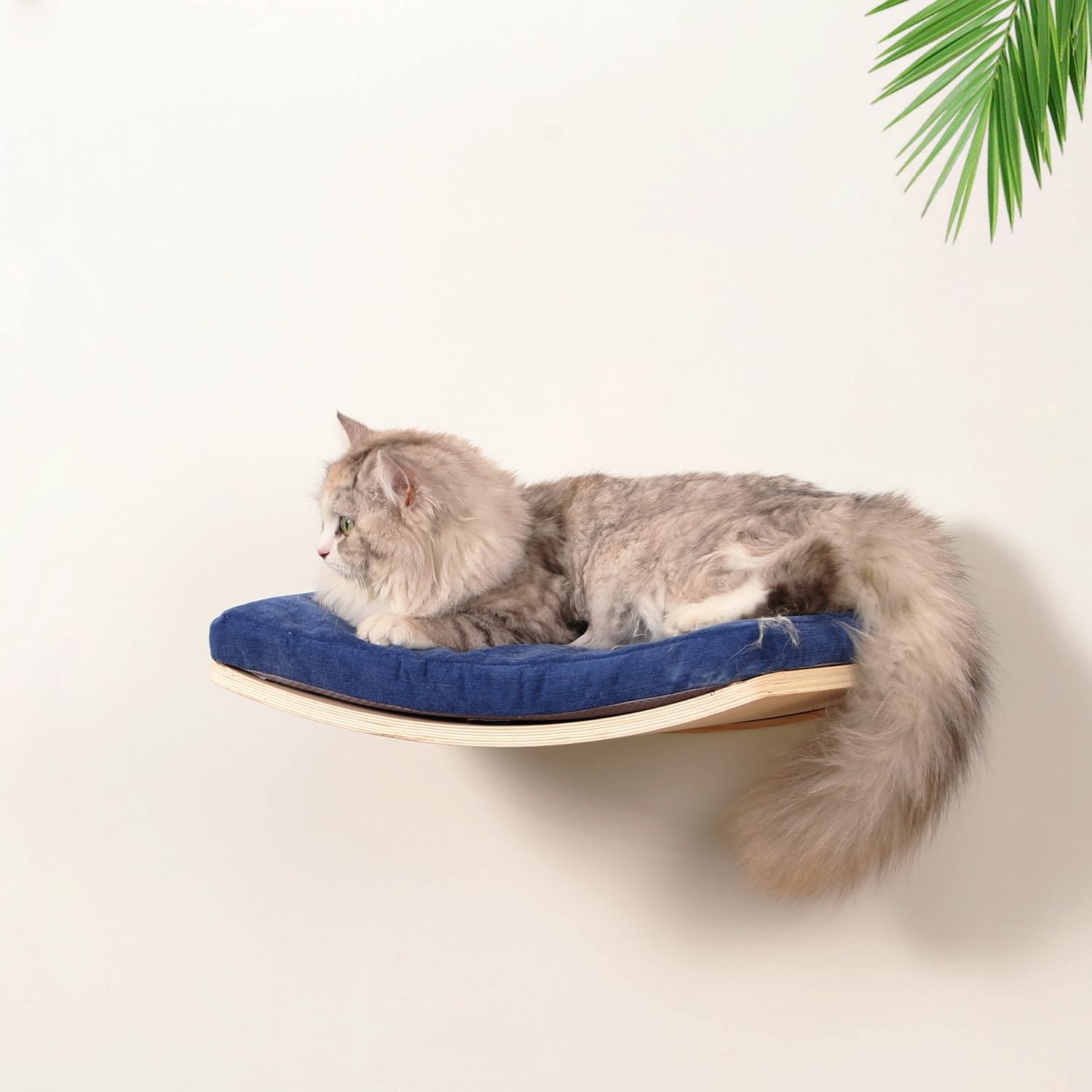 COOLEX soutien jusqua 30 livres – capacité robuste pour chats actifs.