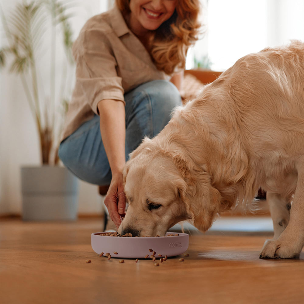 Coomazy stimulation mentale lors des repas, expérience interactive pour animaux.