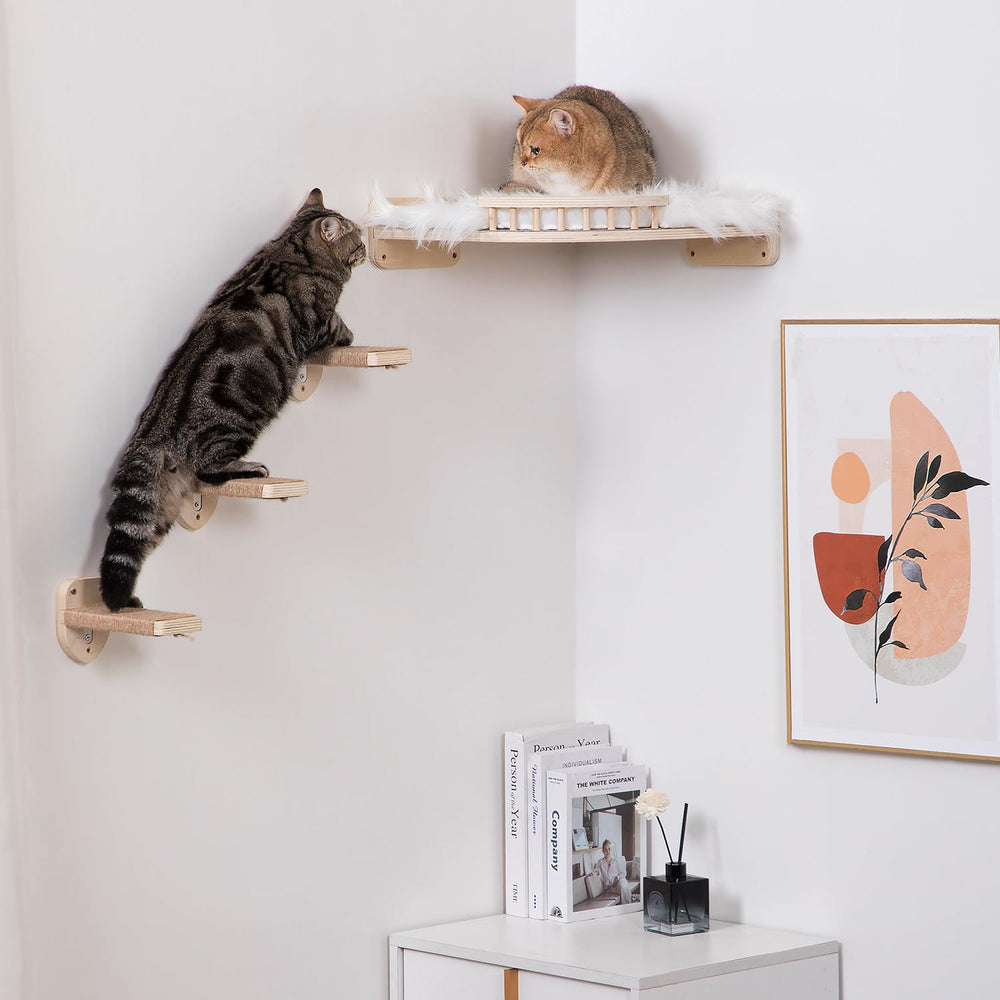 Chat en action sur les marches COOLEX, démonstration de fonctionnalité.