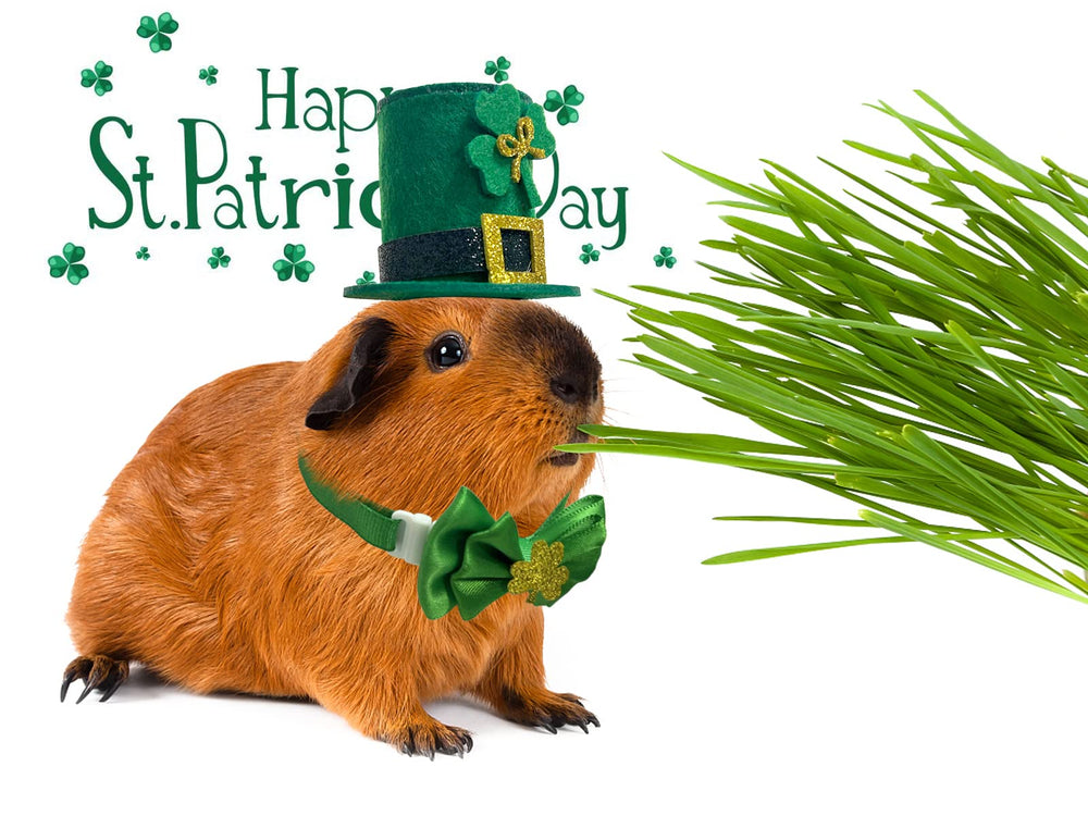 Ensemble Saint-Patrick CooShou pour séances photo festives et adorables.