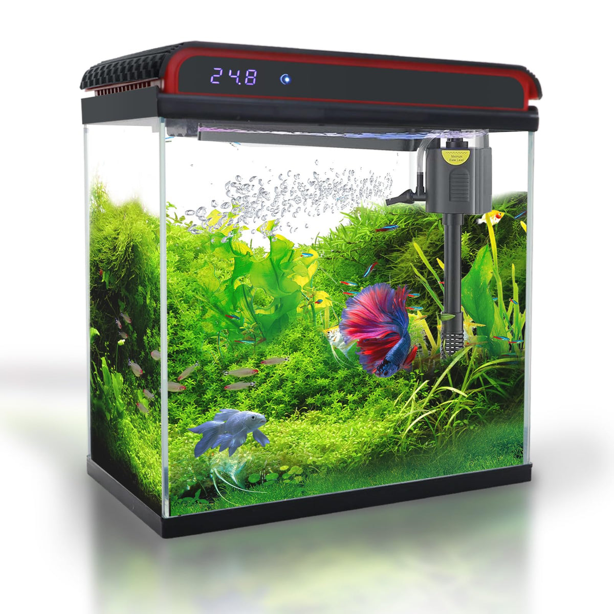 COOSPIDER aquarium en verre 19 litres offre une vue nette sur poissons et plantes