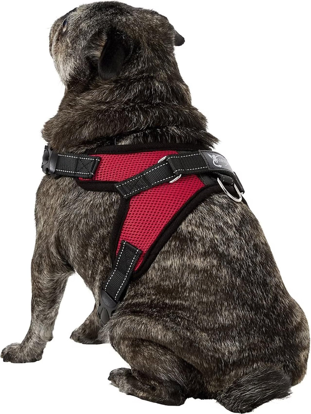 Harnais Copatchy taille adaptable, idéal pour chiens de différentes tailles.