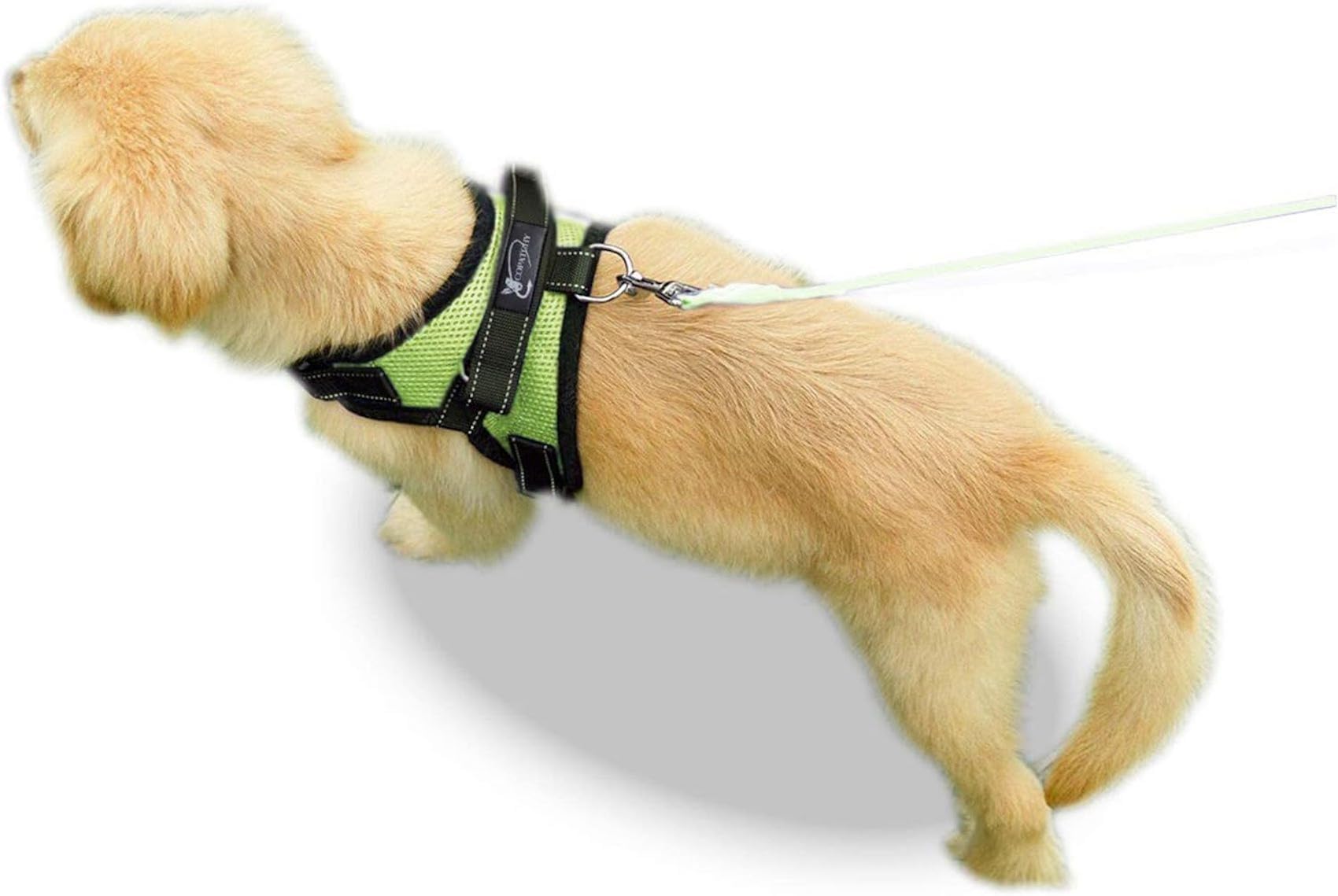 Harnais Copatchy petite taille sûr et facile à mettre pour chiens actifs.