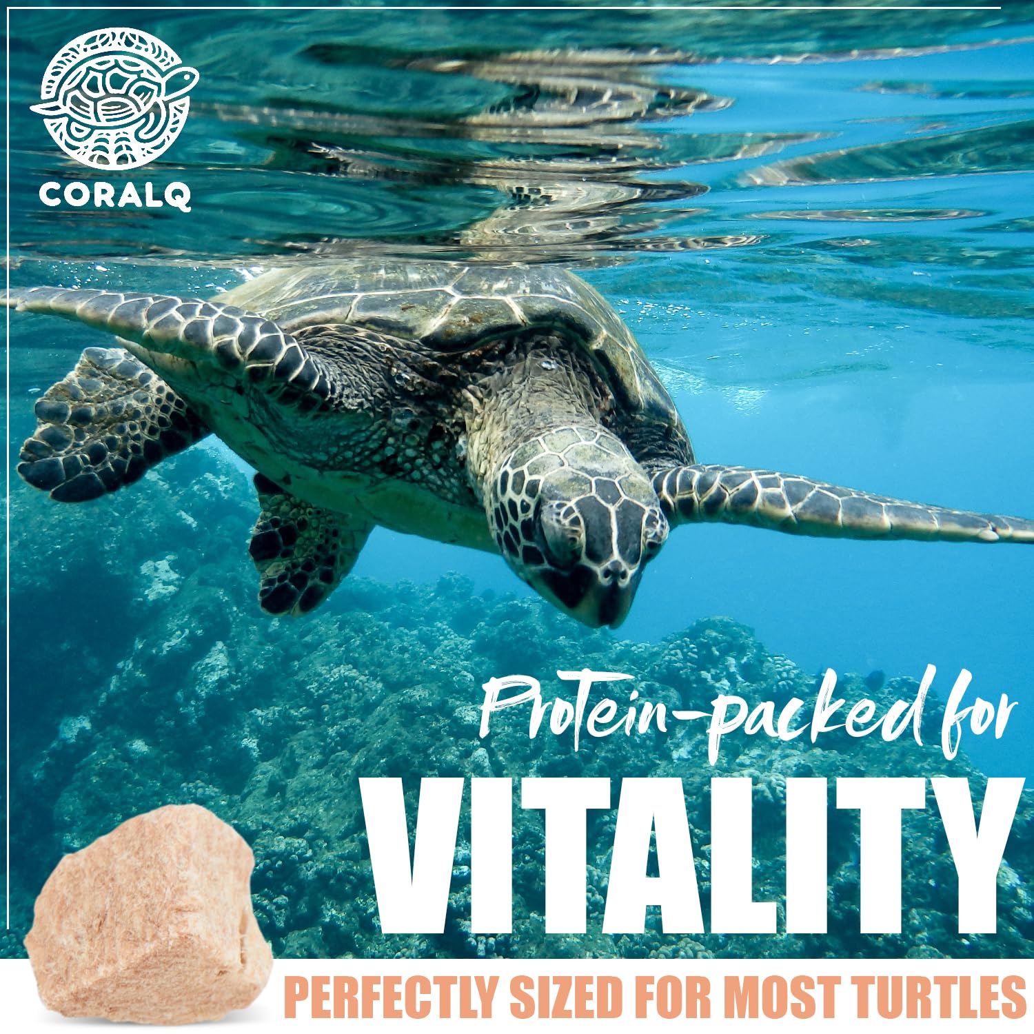 CoralQ tortue-ingredients-naturels-sans-additifs, sans conservateurs ni colorants artificiels.