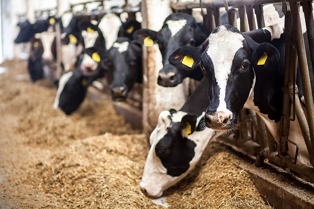Country Vet AMREP 074026 utilisation en écurie, nuisances réduites
