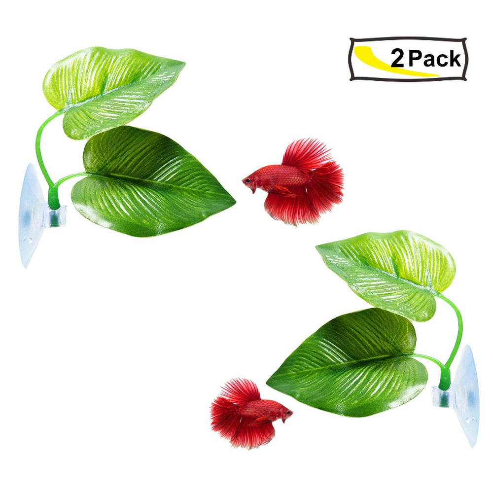 CousDUoBe Feuille hamac betta repos près de la surface possible.