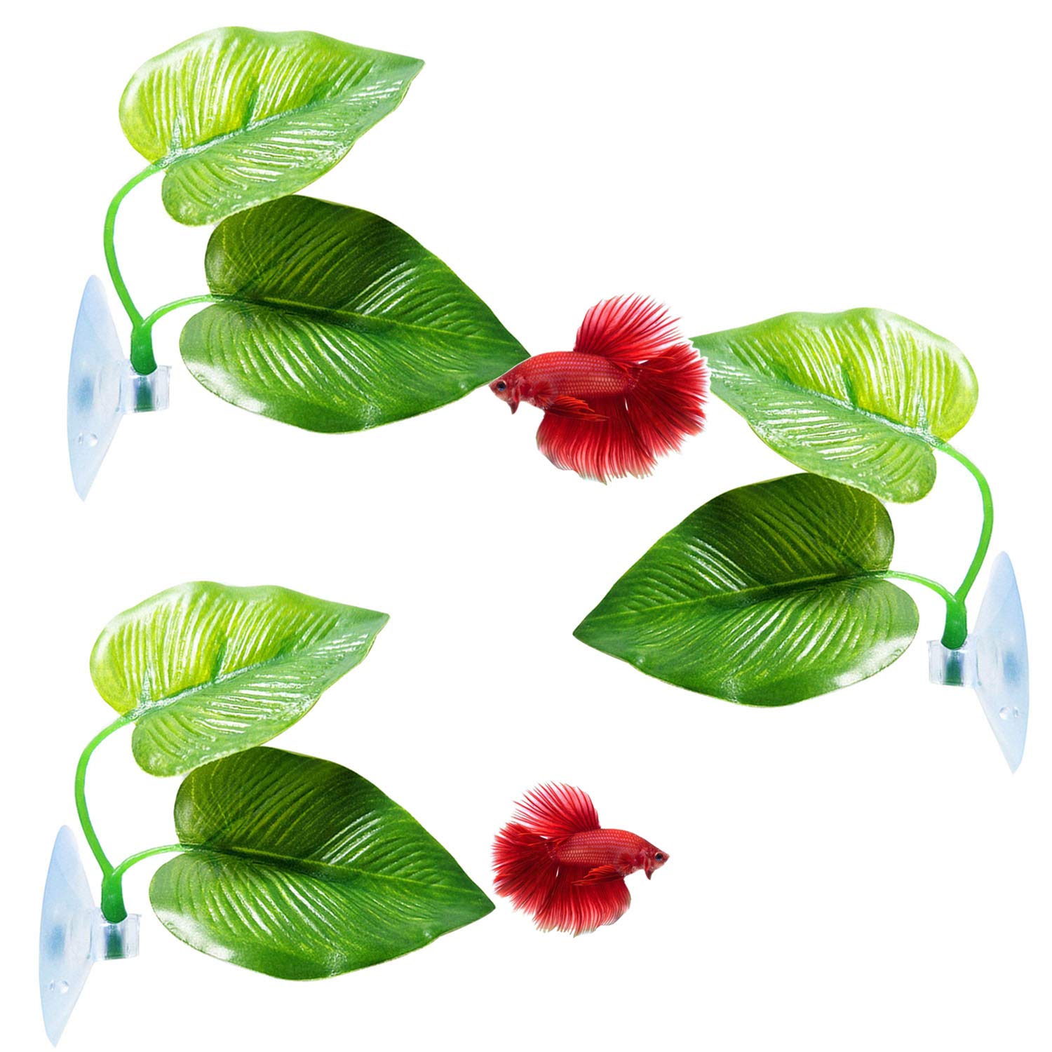 CousDUoBe — grande feuille Betta, pour repos naturel dans l'aquarium.