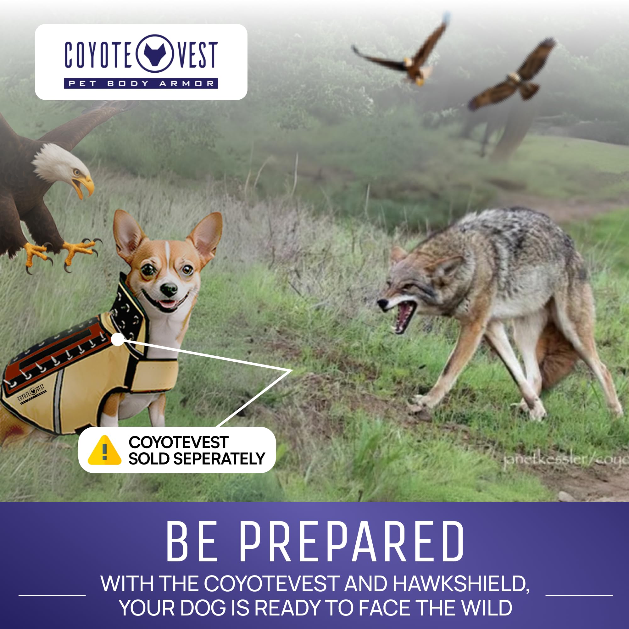 CoyoteVest HawkShield retrait rapide et sans effort après la balade.