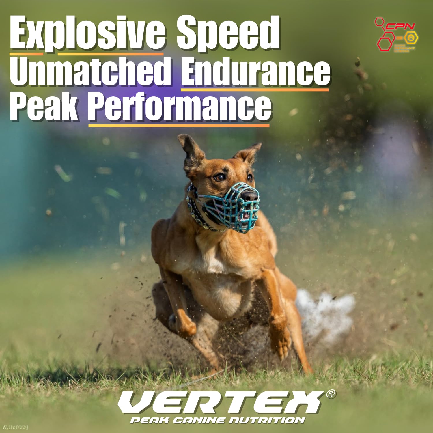 Vertex pré-digéré: protéines hautes performances pour chiens actifs.