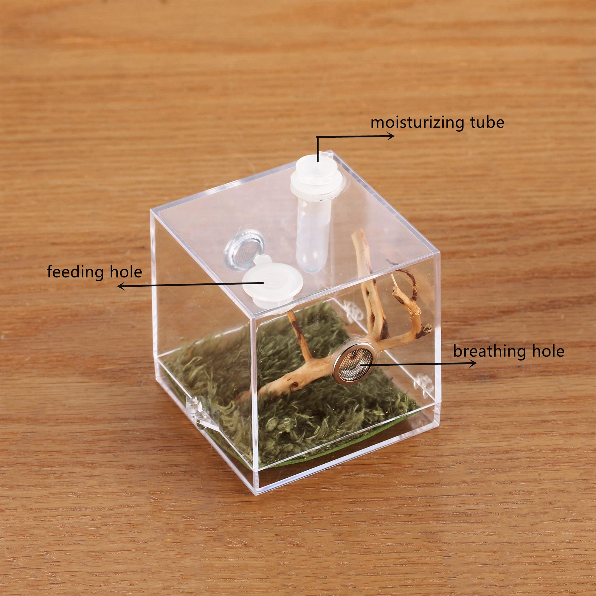 Étui portable Crapelles terrarium compact, facile à transporter lors de sorties.