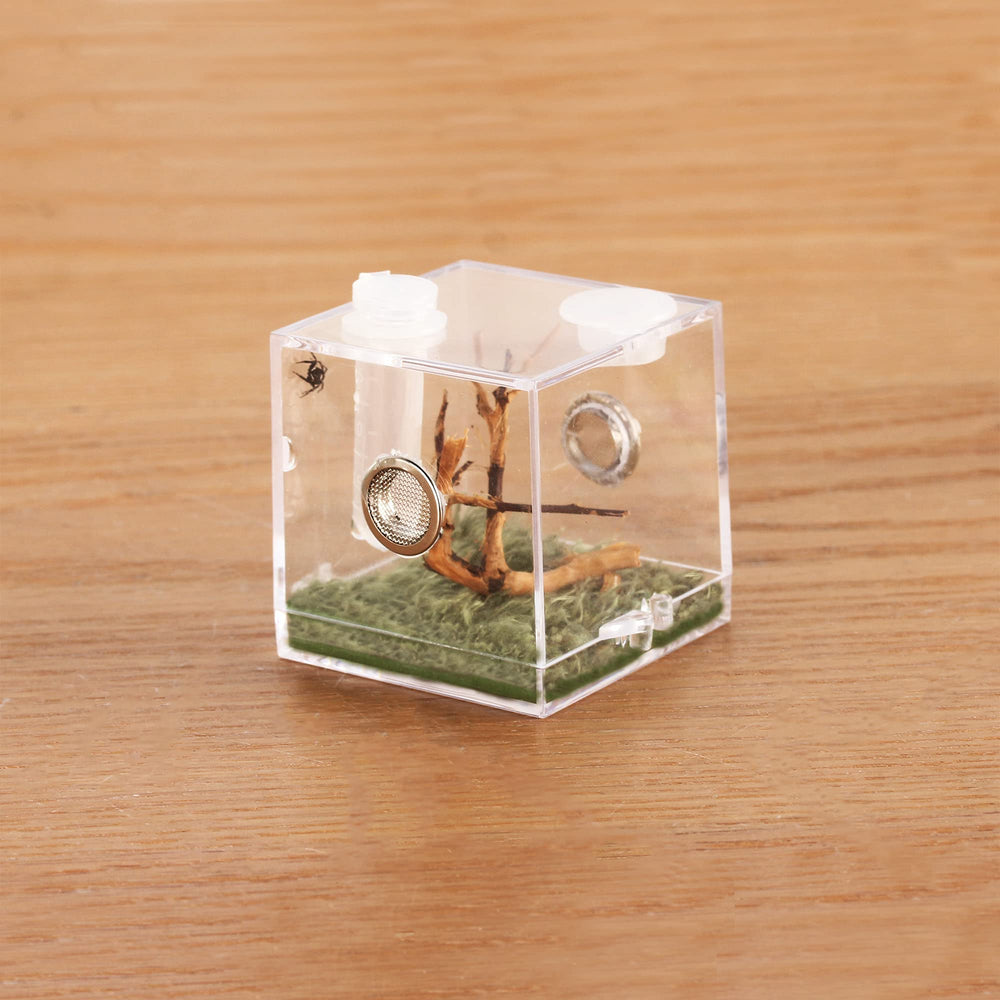 Crapelles habitat micro-saut araignee : vue 360° pour observer l'araignée et son habitat.