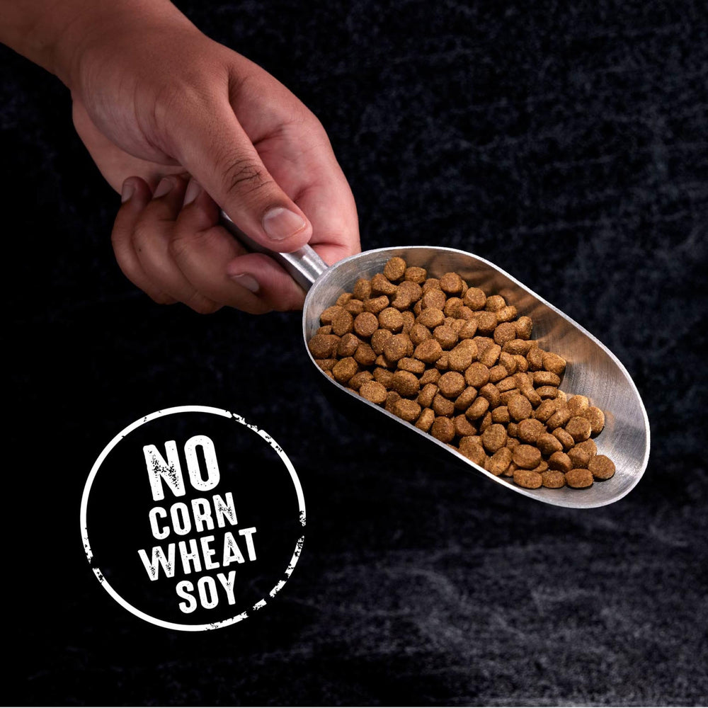 Goût naturel de boeuf dans les croquettes CRAVE pour chien adulte.