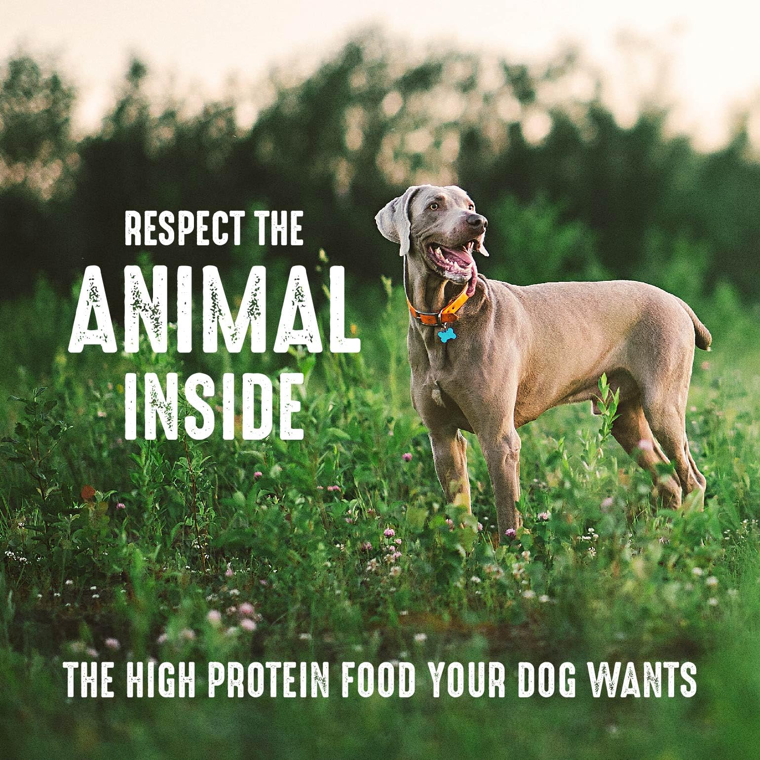 CRAVE recette protéinée riche – goût apprécié par les chiens