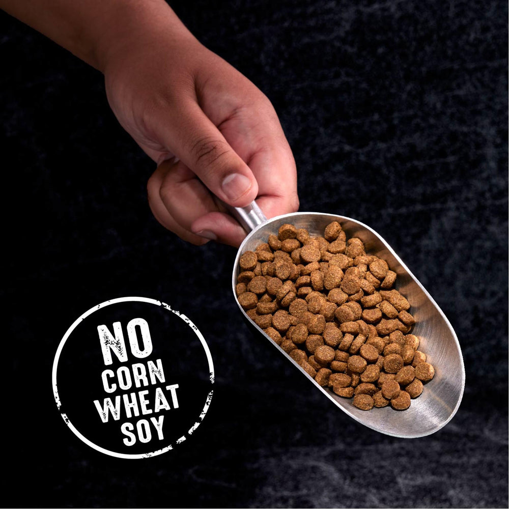 Sac CRAVE de 4 lb contenant des croquettes à l agneau