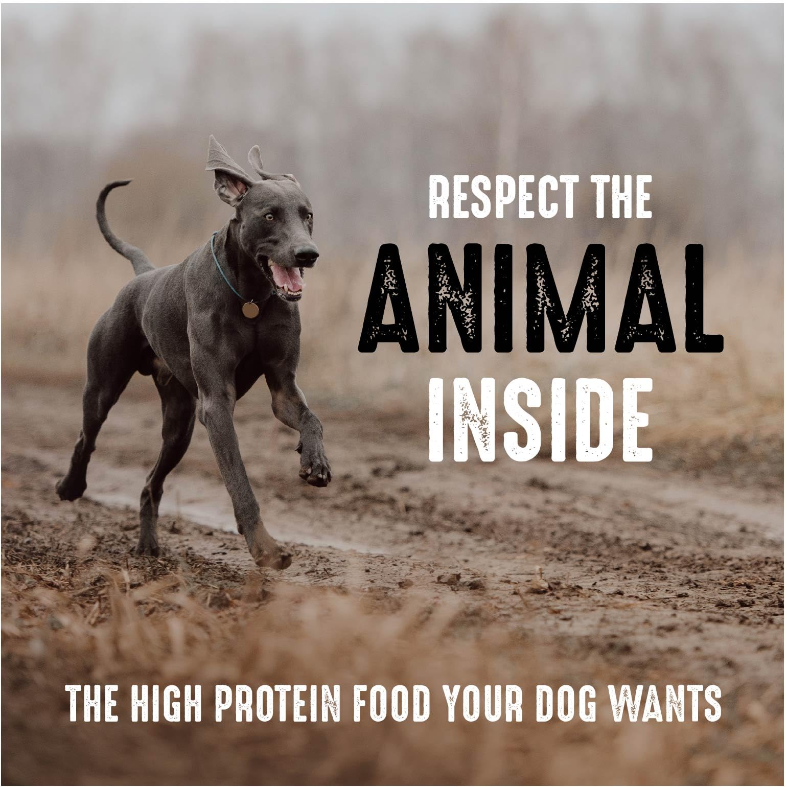 Sans poudre de sous-produit de poulet dans CRAVE boeuf pour chien adulte.