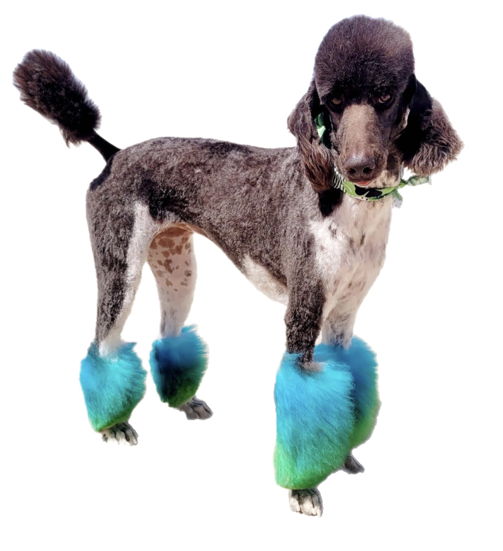 Résultat poils colorés Crazy Liberty bleu caraïbe, soin et éclat.