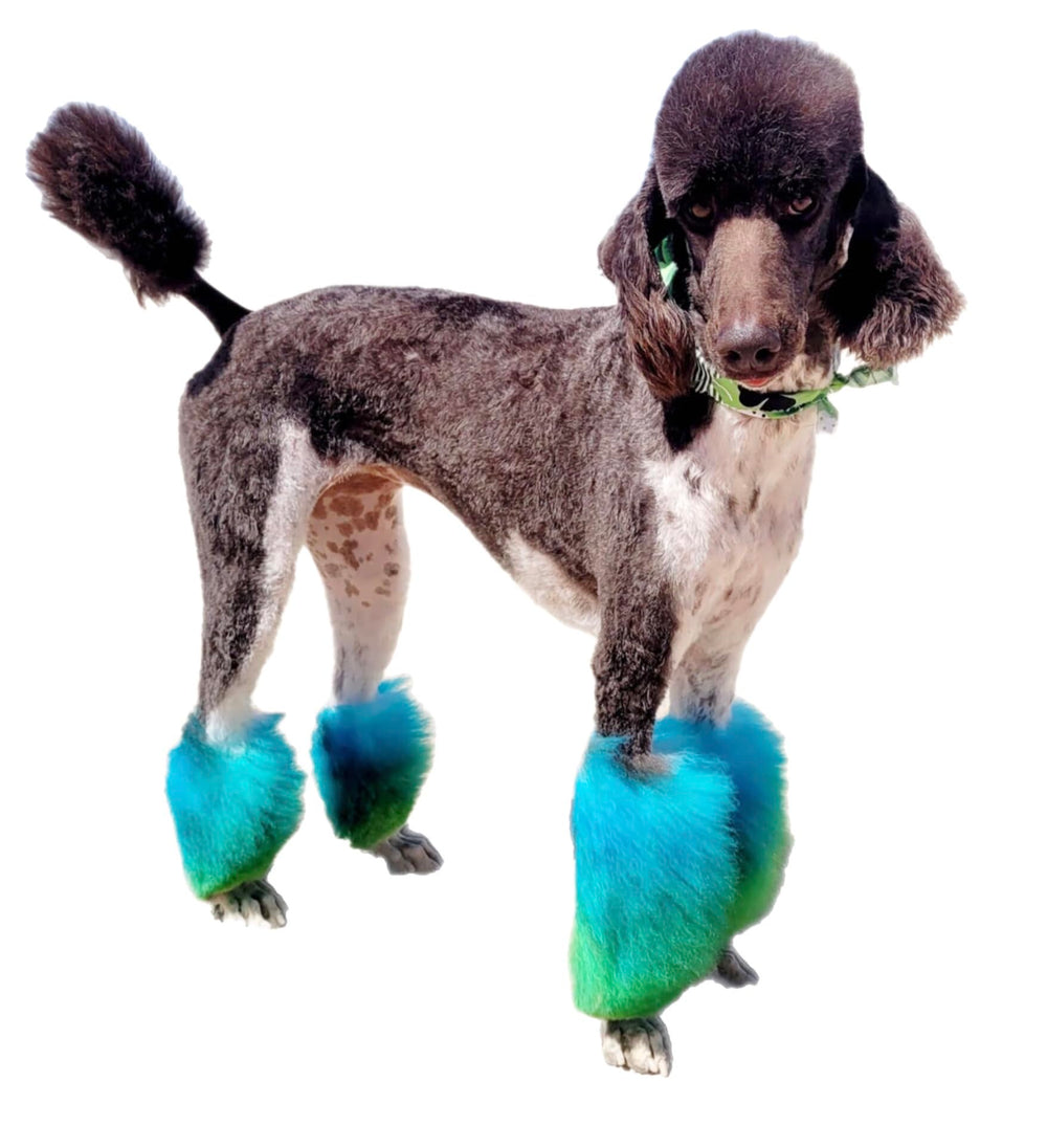 Résultat poils colorés Crazy Liberty bleu caraïbe, soin et éclat.