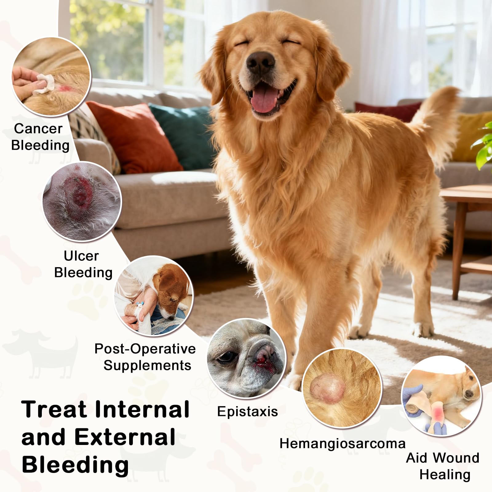 Crazzartmon Poudre Sanqi Yunnan – administration facile chez le chien