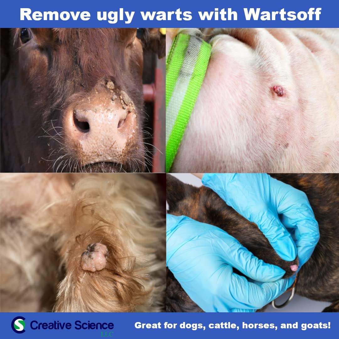 Soin sur chien avec Warts Off pour verrue externe.