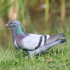 Crown Pet Supplies 4 en 1: préparation d'eau pour plusieurs espèces d'oiseaux.