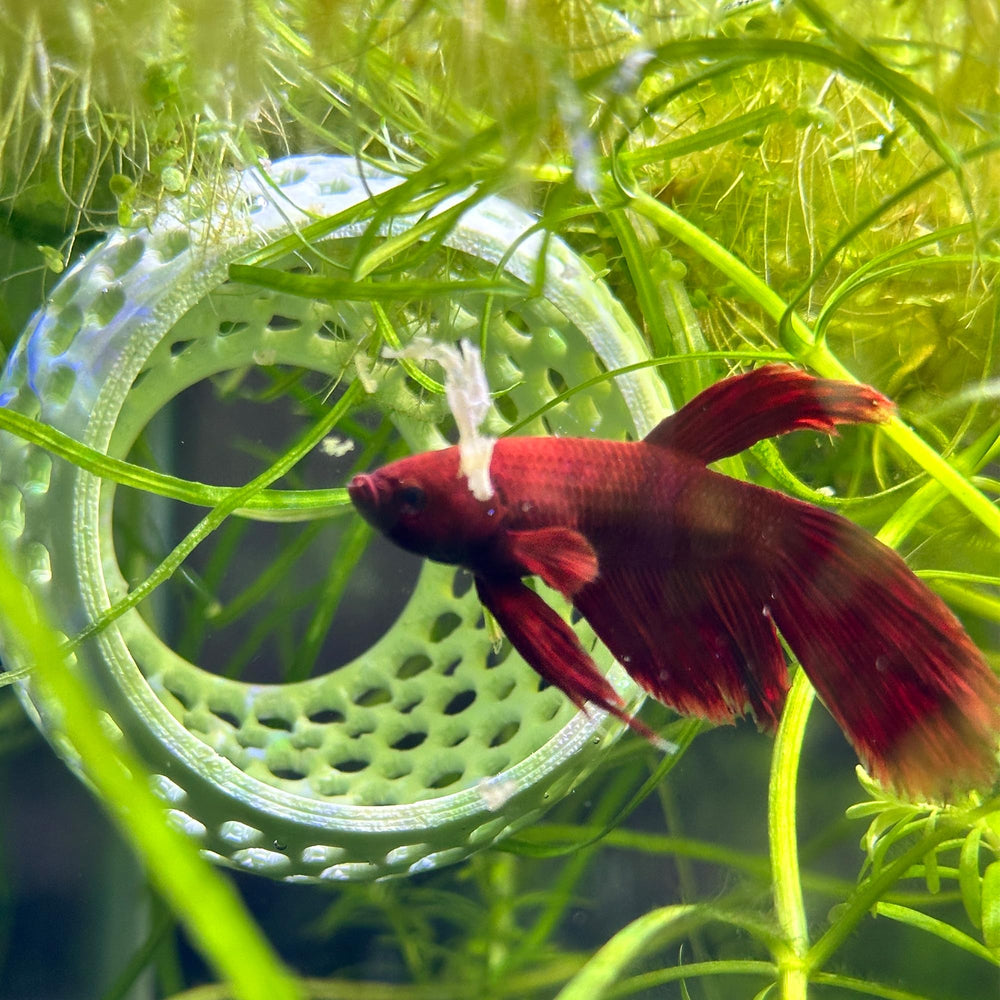CTWPets Betta Bulb Hide accessoire facile à fixer sur la paroi.