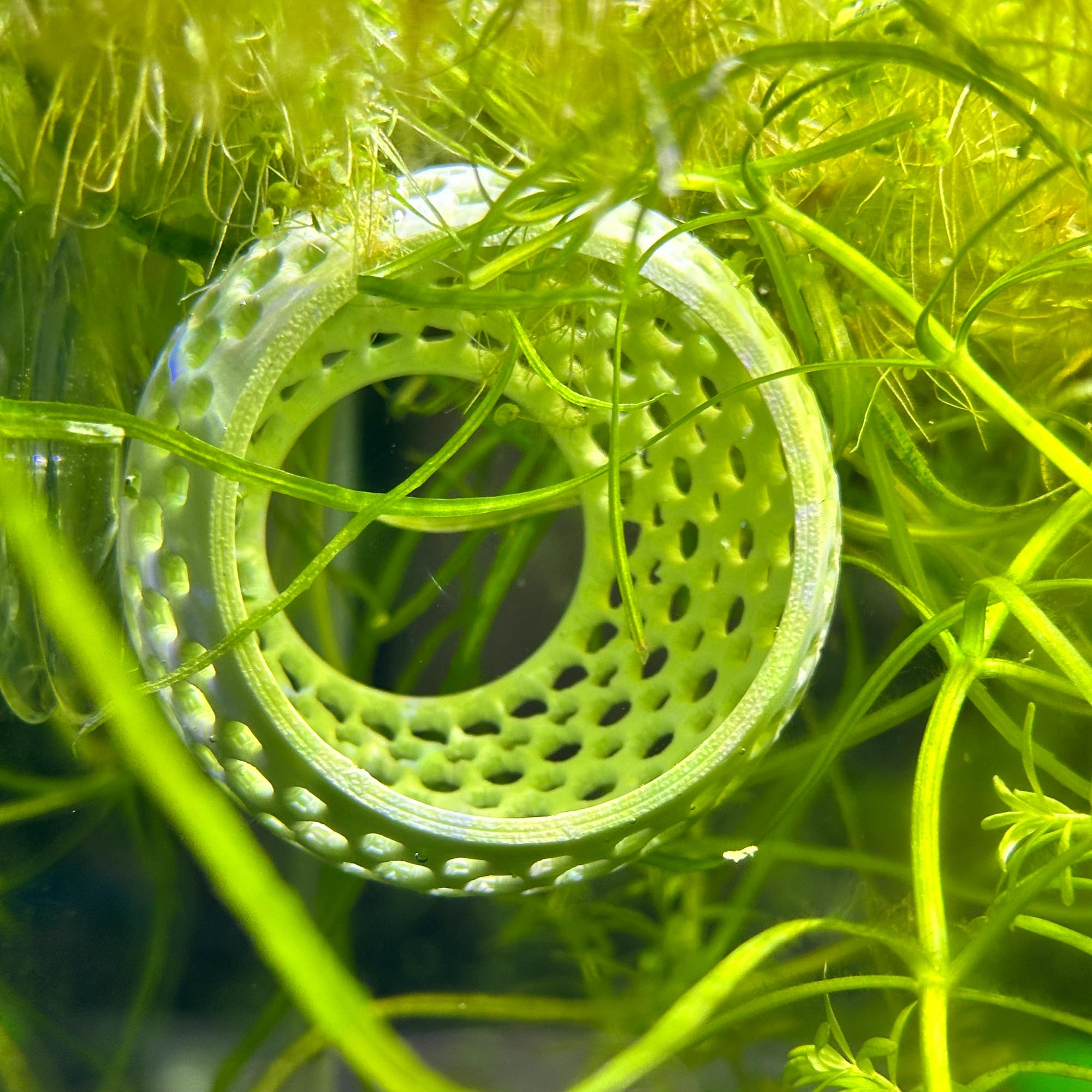 CTWPets Betta Bulb Hide lumière douce: ambiance calme.