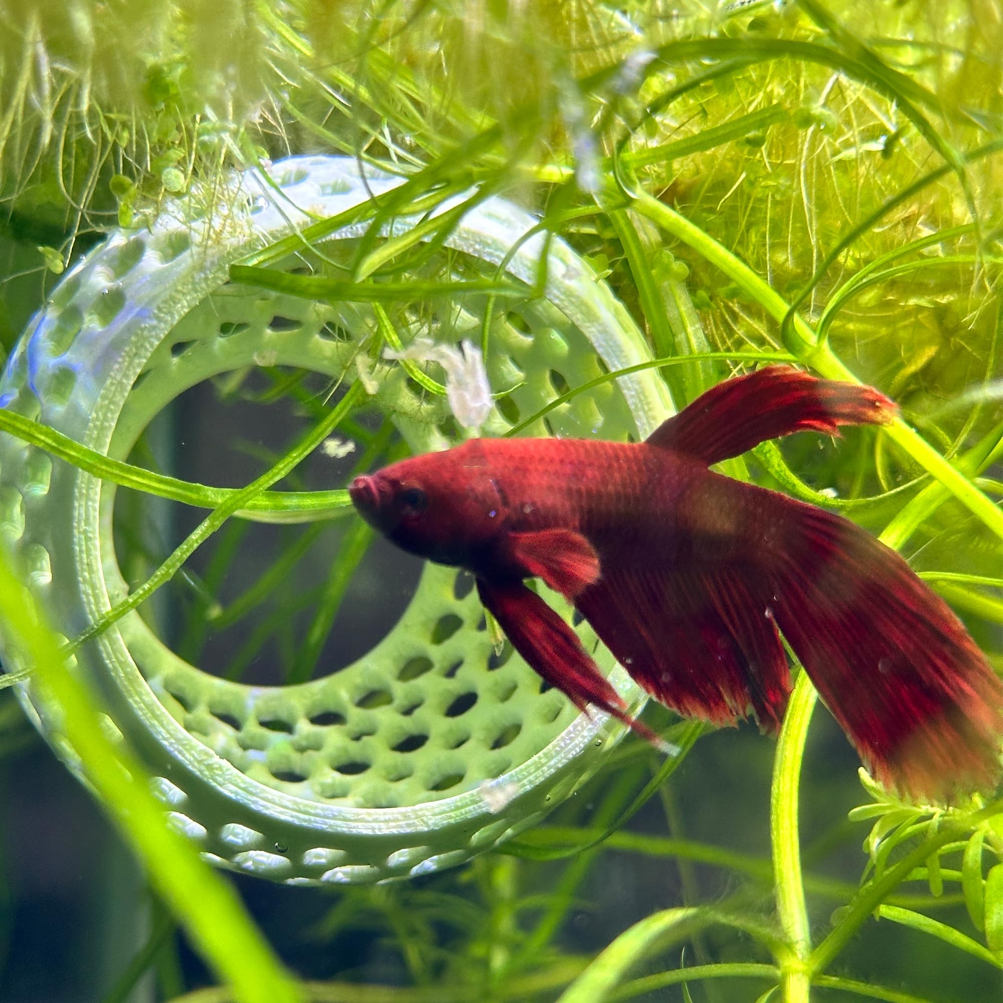 CTWPets cachette betta compacte: abri sûr et accessible.
