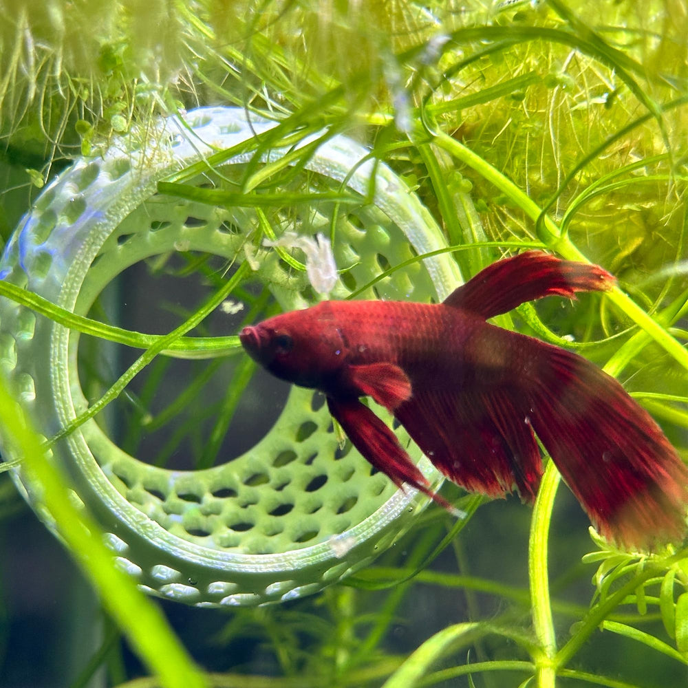CTWPets cachette betta compacte: abri sûr et accessible.