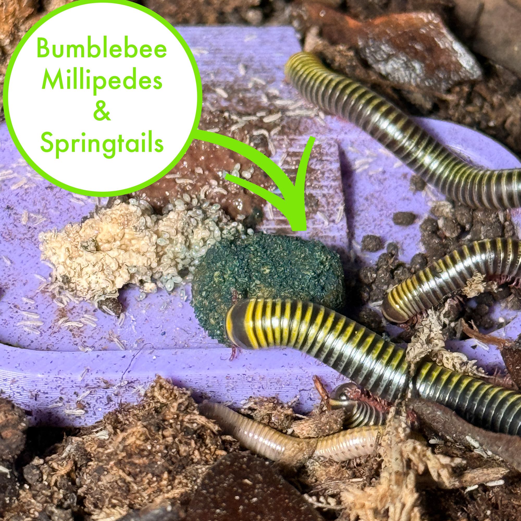 CTWPets Clean Up Crew Bites, usage en vivarium compatible et entretien facile.