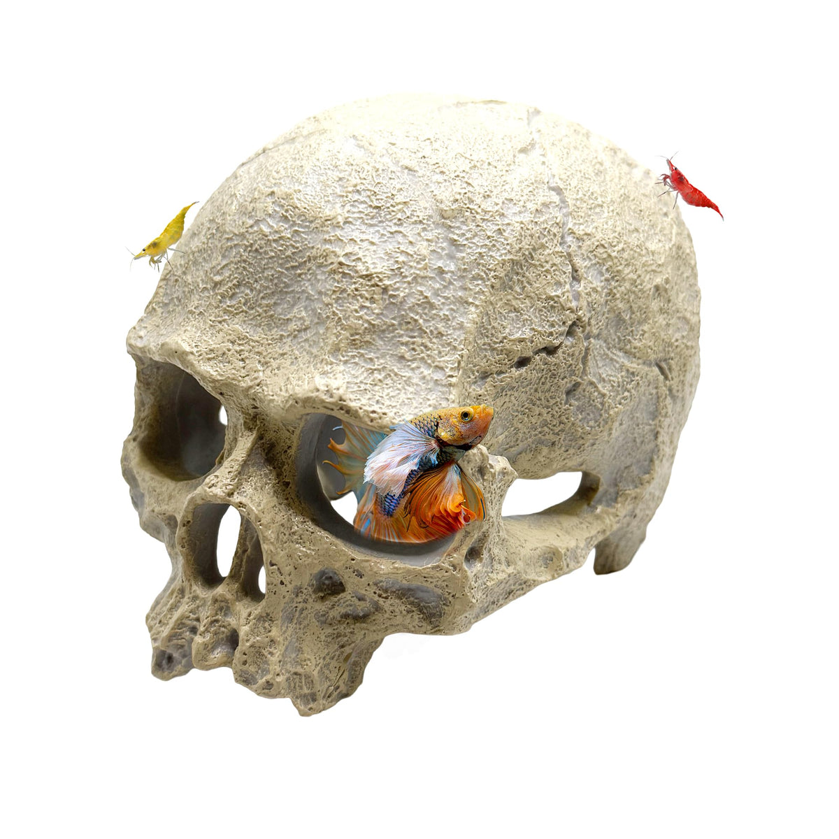 CTWPets crâne humain décor pour aquarium, noyant et abri pour poisson combattant