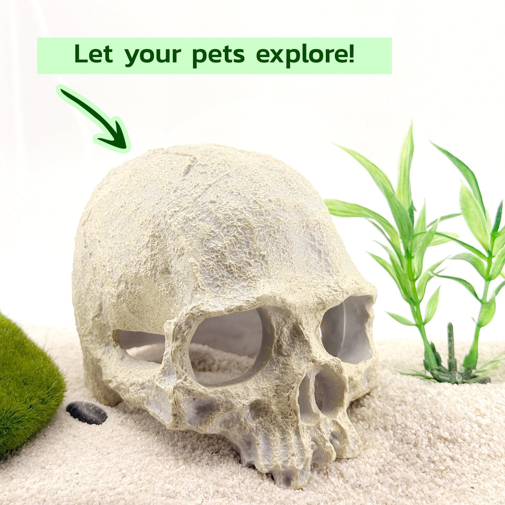 CTWPets habitat pour crevettes avec décor de crâne humain