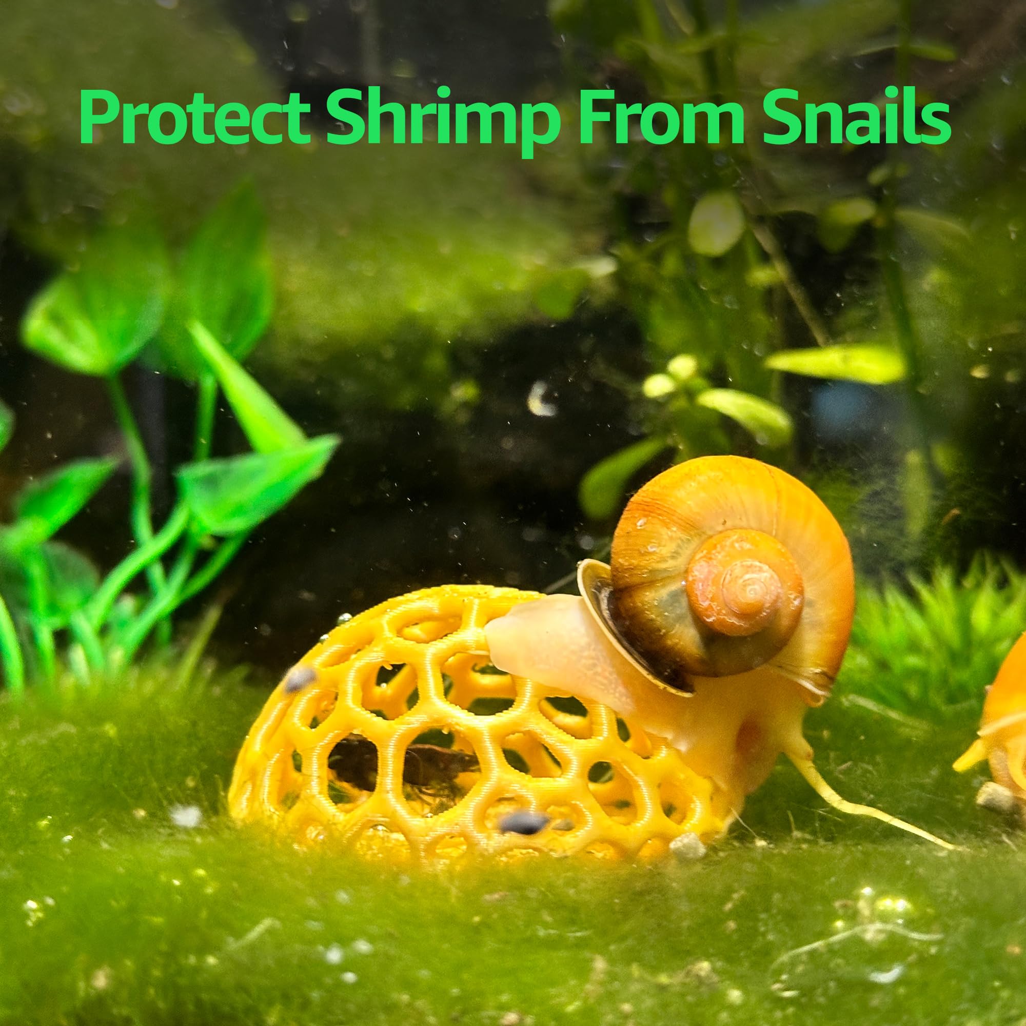 CTWPets refuge-crevettes naturel: espace privé propice au bien-être des crevettes