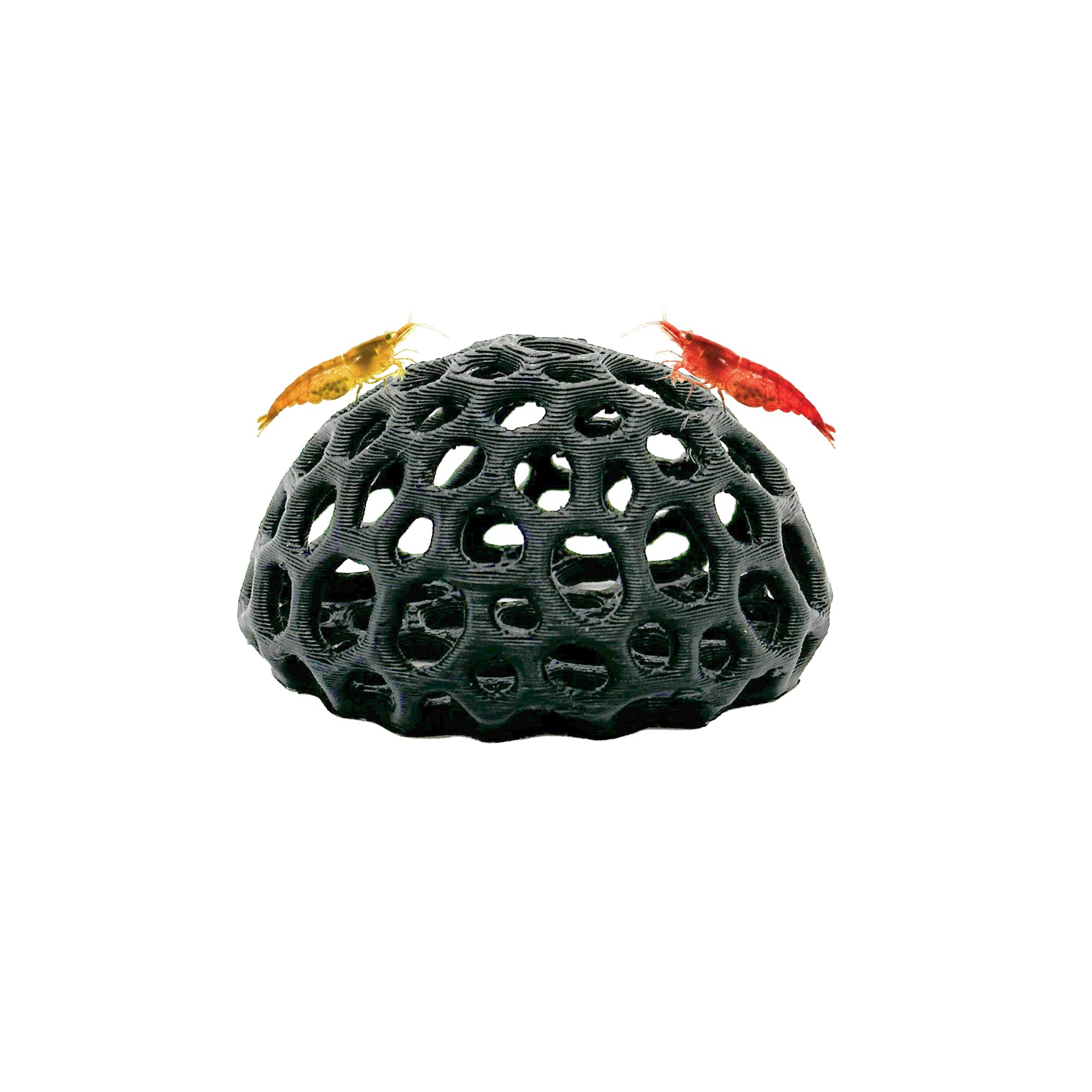 CTWPets Abri Dôme pour Crevettes Cerises, vue avant, offre abri sûr et naturel.