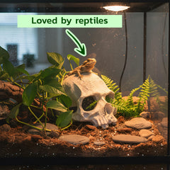 CTWPets squelette d'aquarium en résine non toxique pour petits poissons