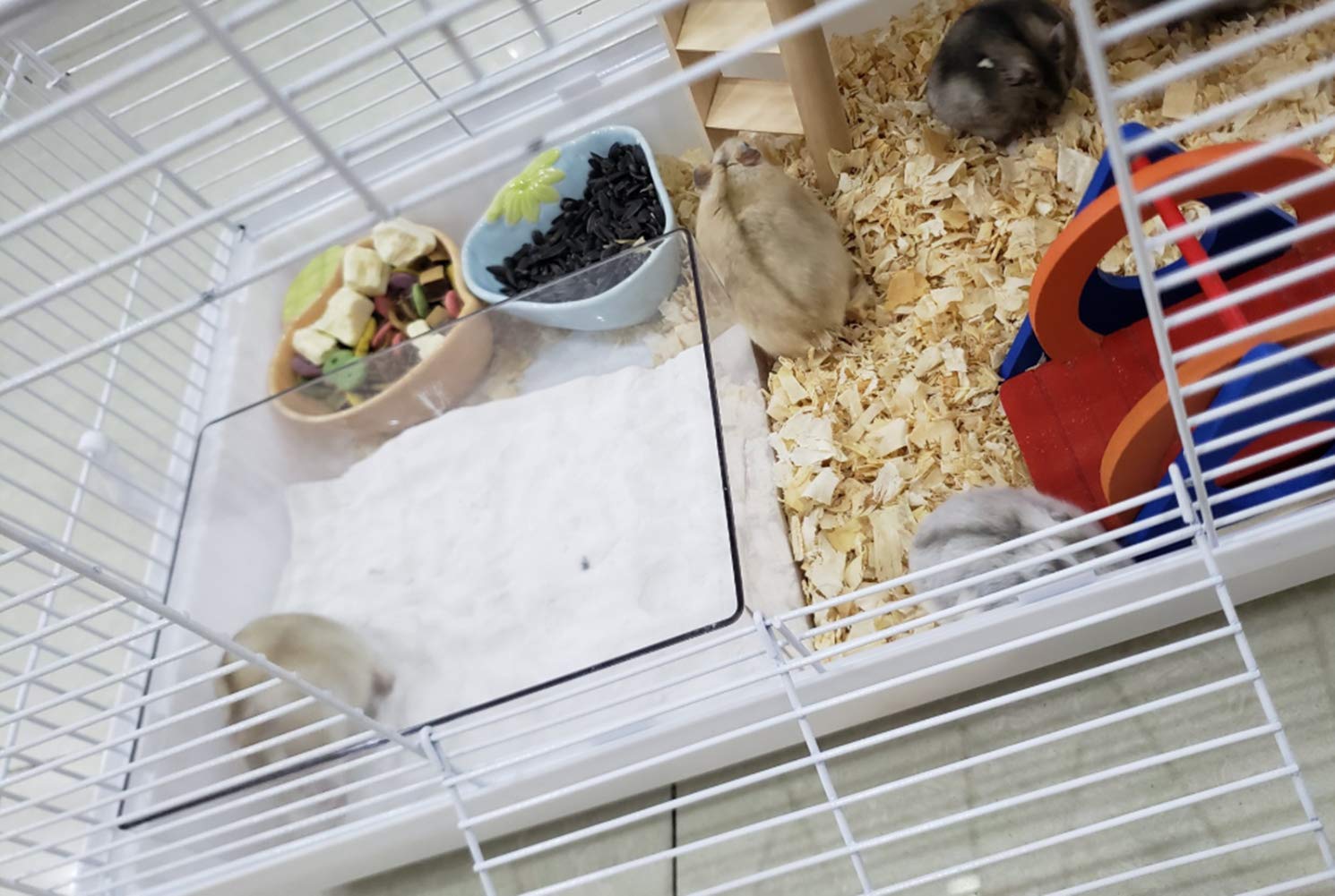 Cumuiu accessoire habitat hamster translucide, vue claire de l'installation.