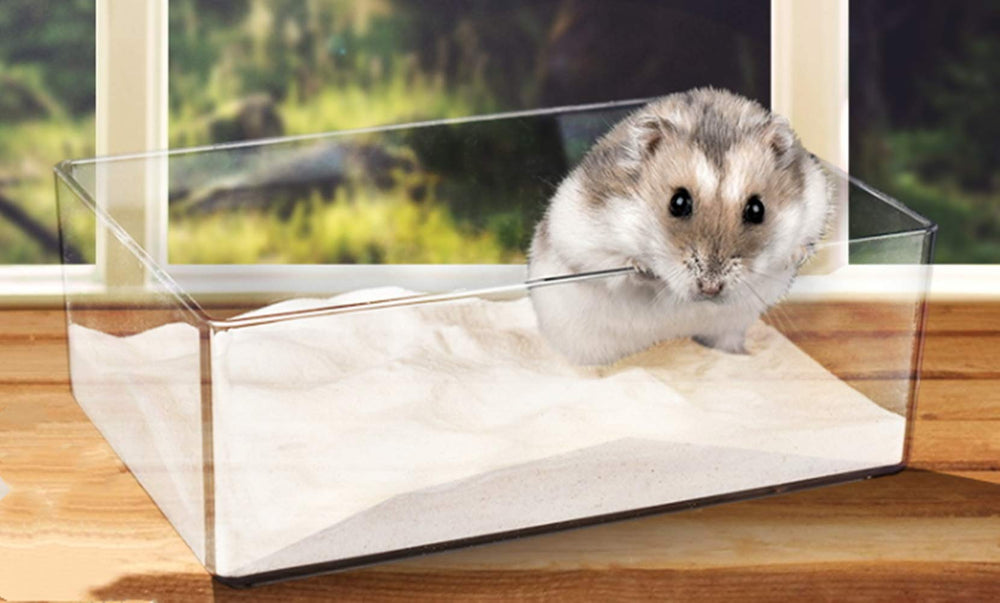 Cumuiu hamster jouant dans le bac sable translucide, moment de jeu.