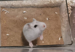 Cumuiu plateau d'habitat hamster translucide, accessoire durable.