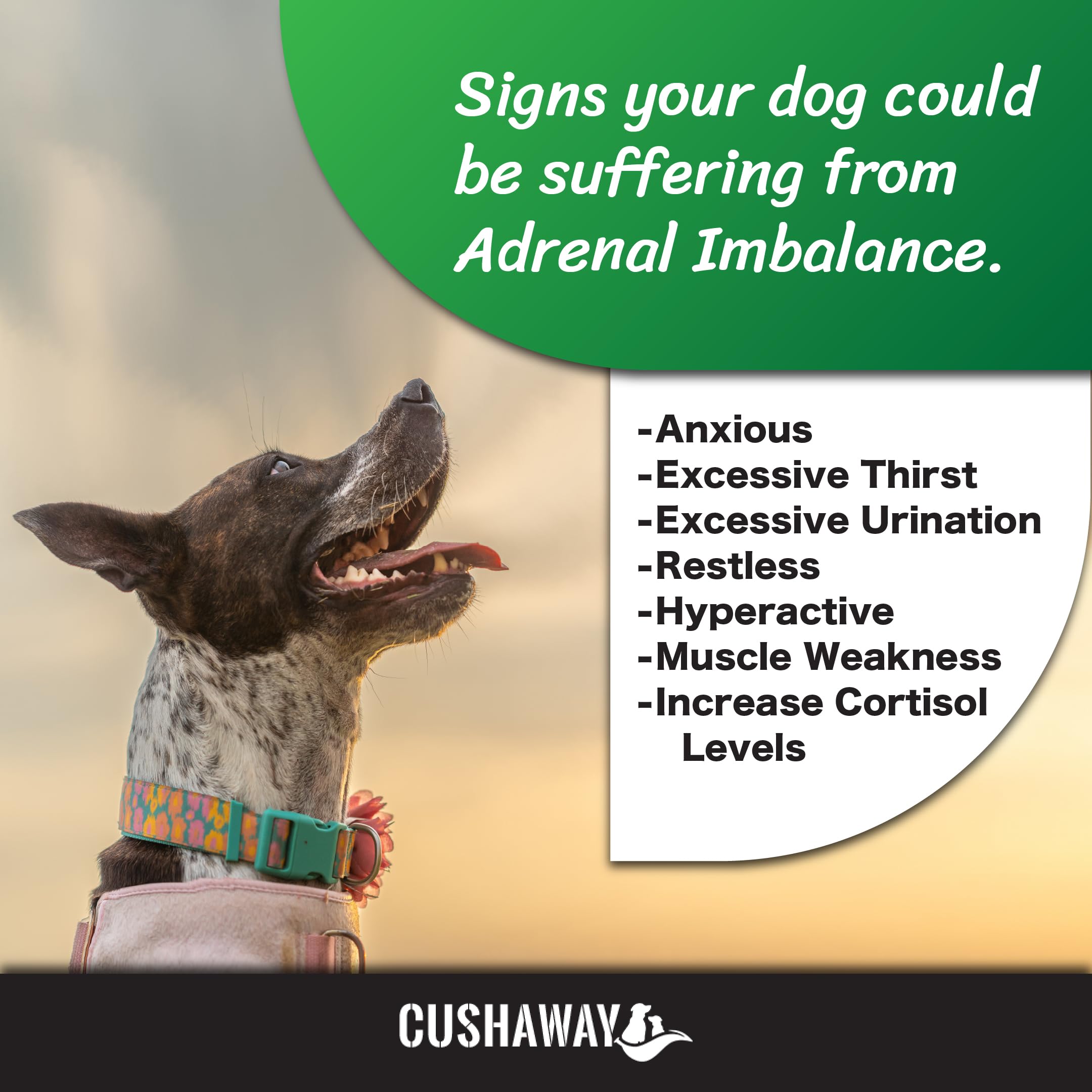 CushAway, bouteille et composition favorisant absorption.