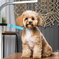 CUTEABC velcro-attache toilettage: fixation rapide et fiable sur le collier.