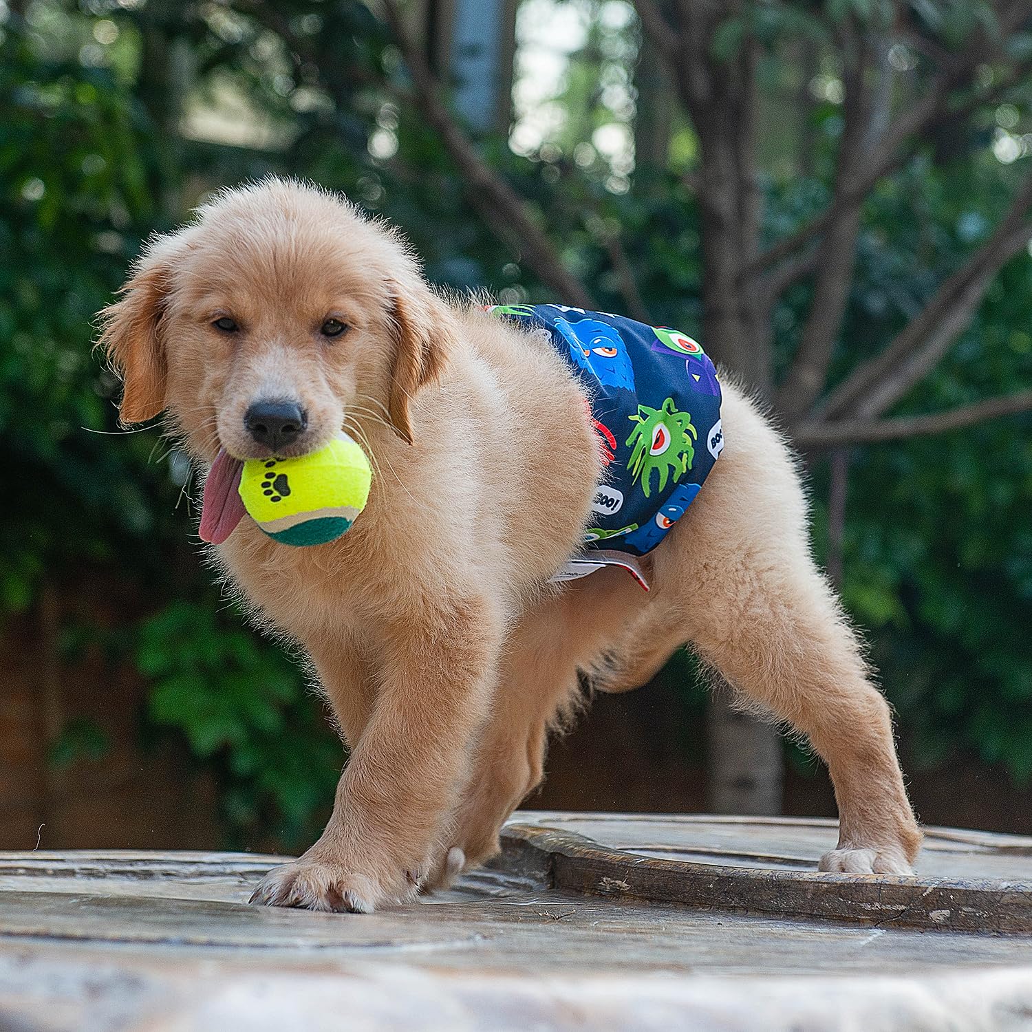 CuteBone bande ventrale chien modèle 07: lavage facile et durabilité