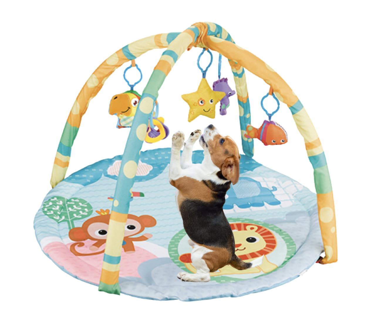 Cutie Patootie Playhouse: couleurs jaune et bleu stimulent la vision du compagnon.