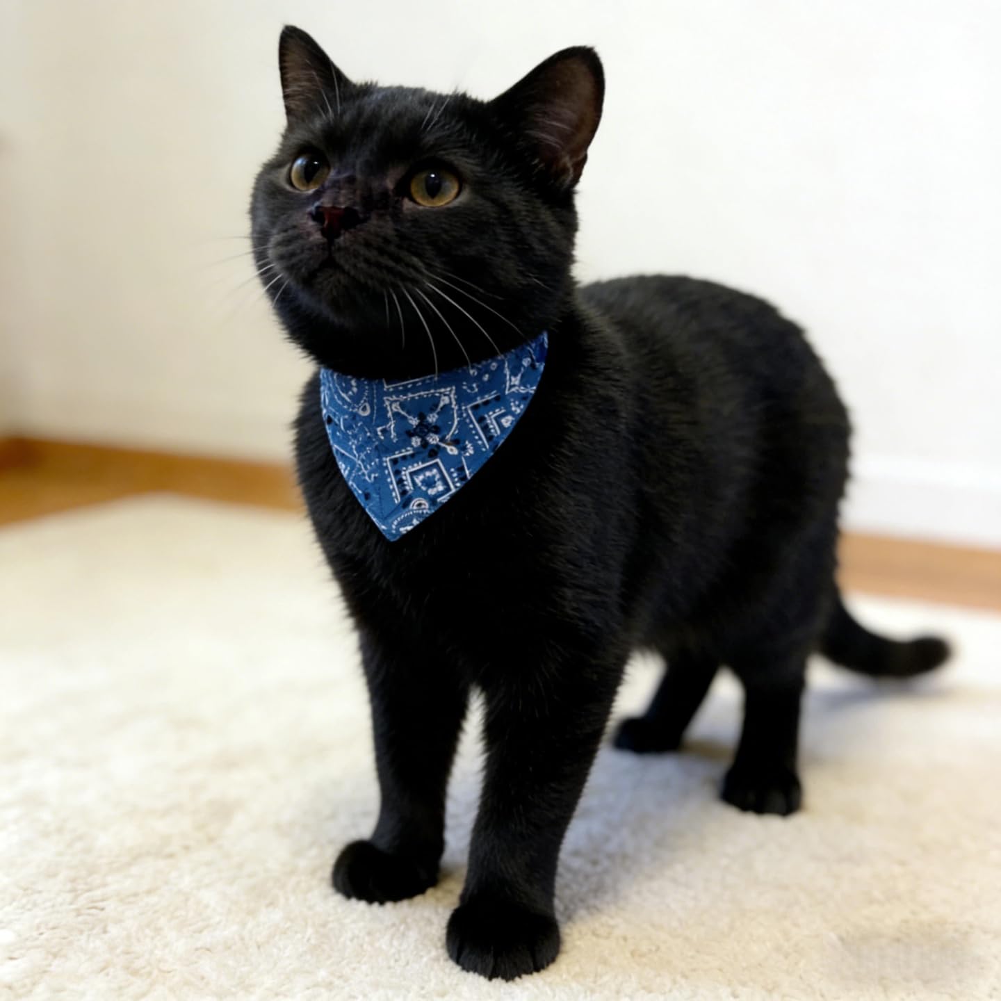 CWYZA bandana-chat-chien motif-05, facile à porter lors d'occasions spéciales.