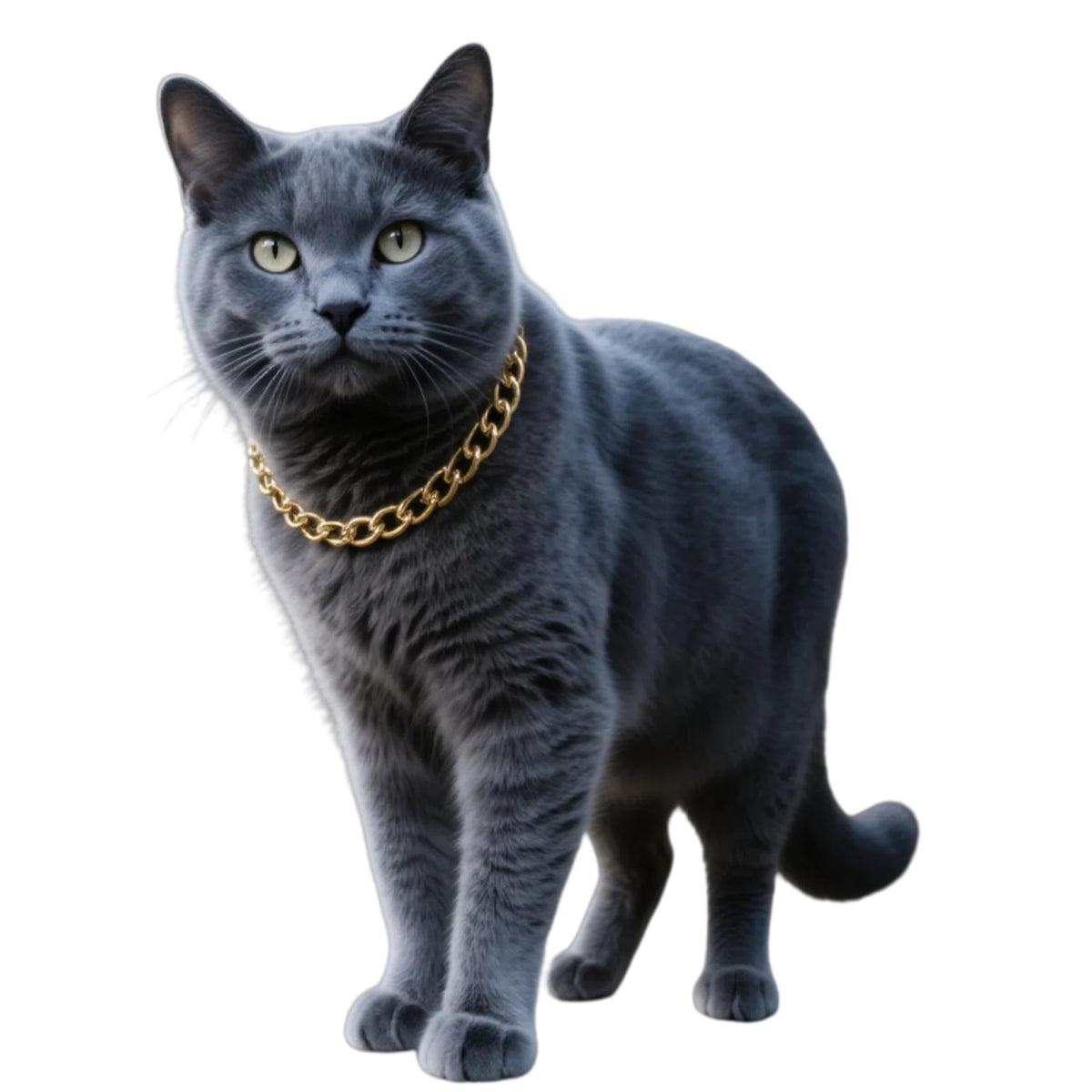 CWYZA collier doré pour chat porté, confort quotidien et élégance.