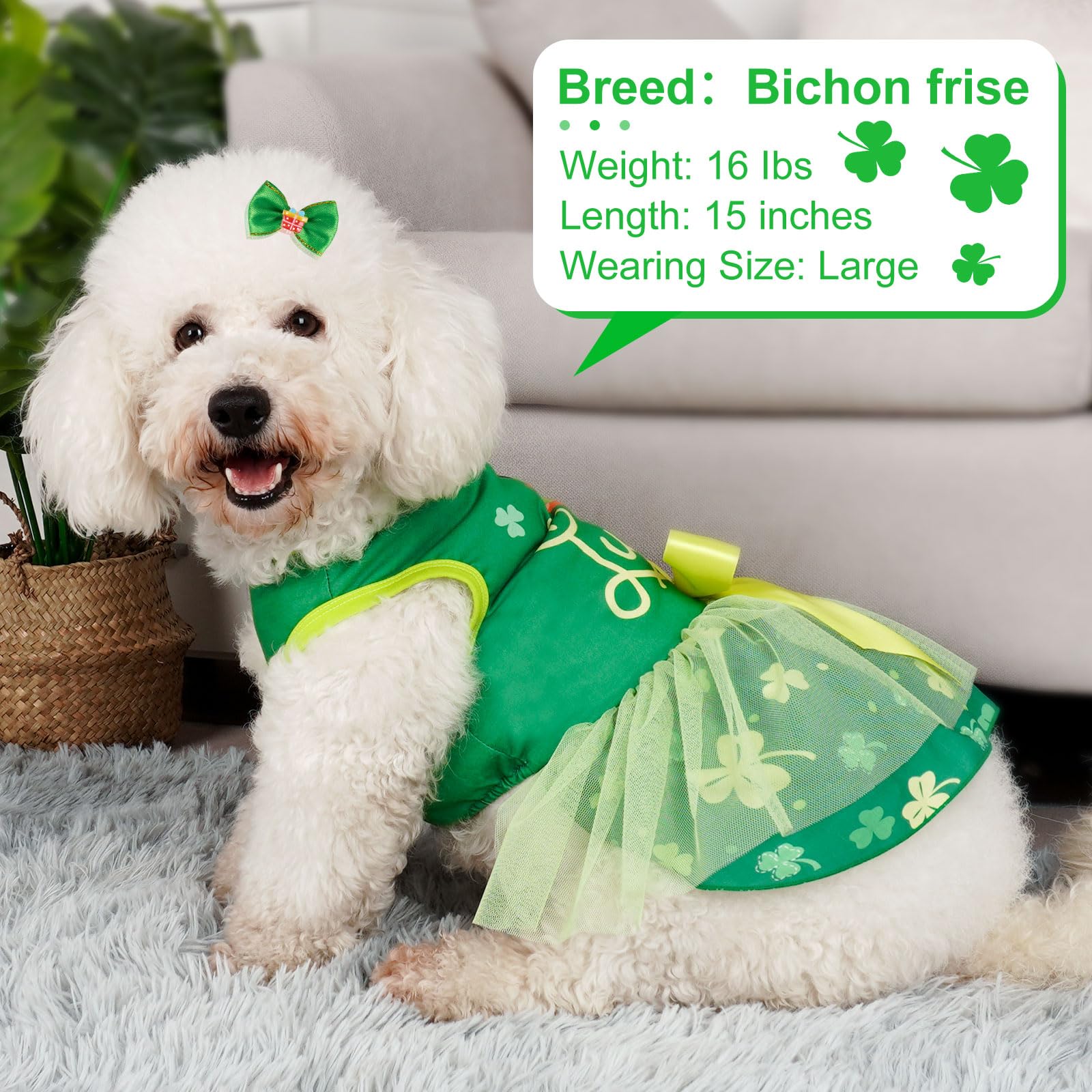 Chien portant la robe Cyeollo Saint-Patrick, prêt pour photos et événements.